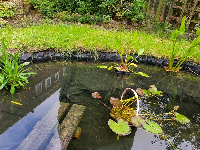 Hayley Kinsey Pond Plants