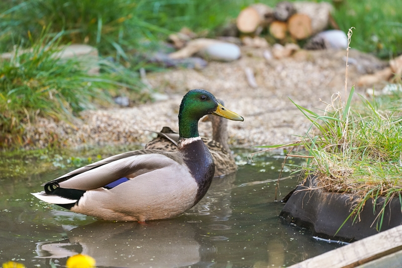 Hayley Kinsey Pond Mallards