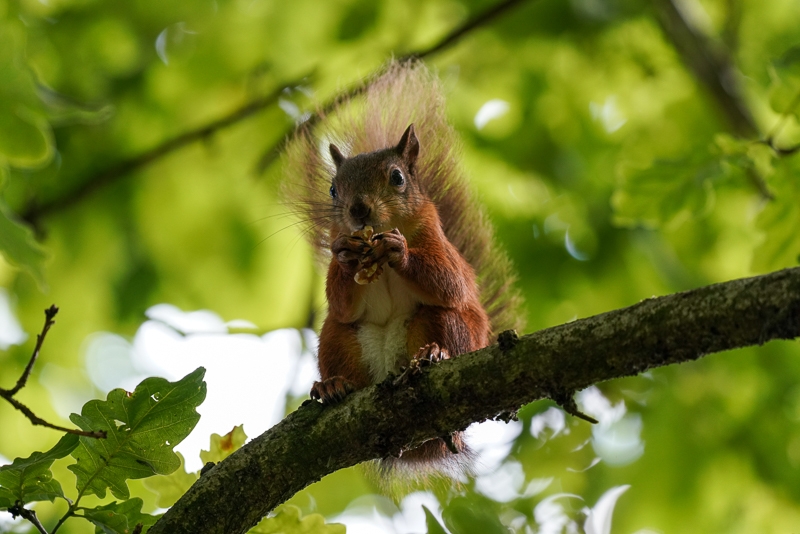 Hayley Kinsey Red Squirrel 23