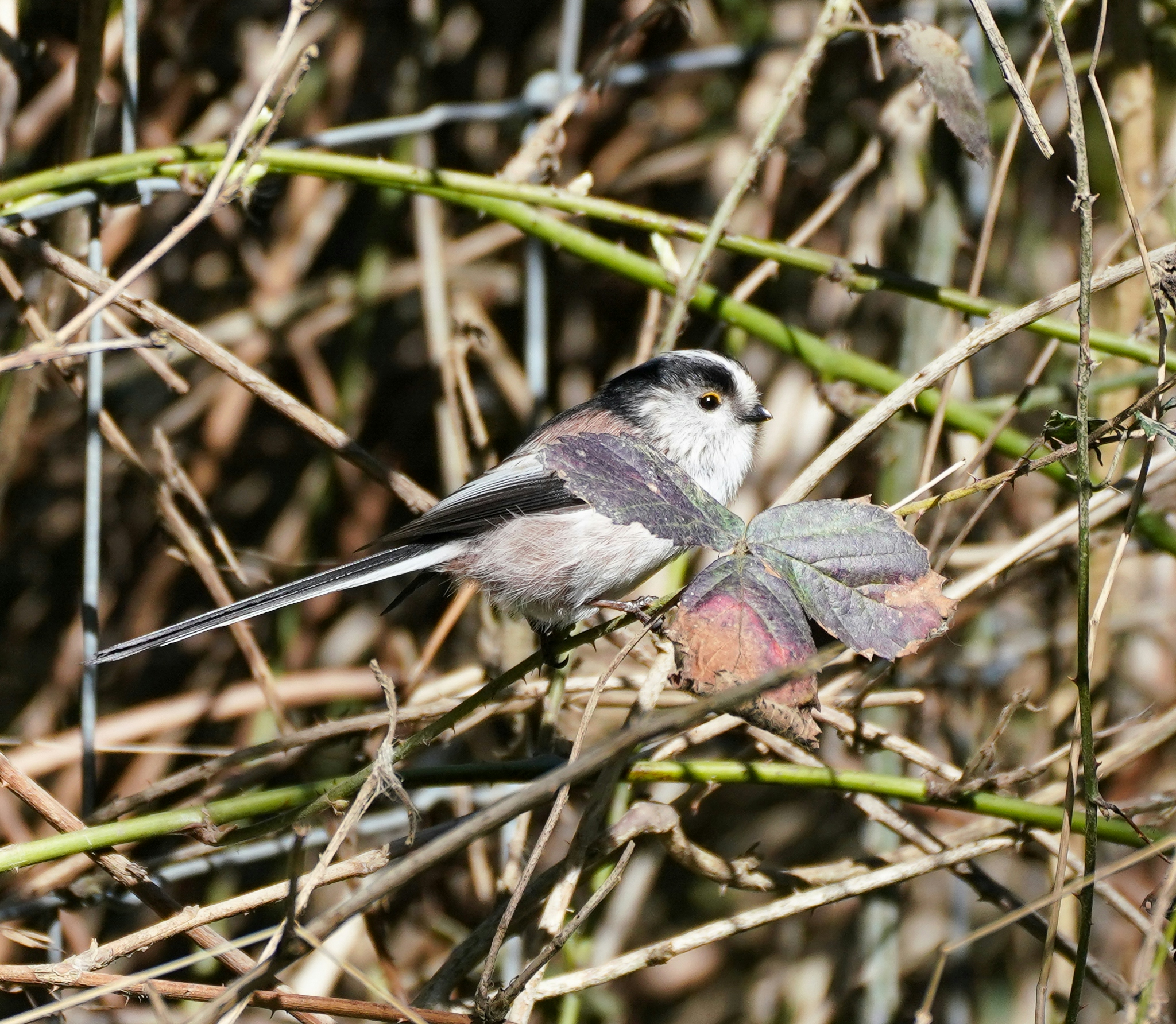 Hayley Kinsey Long Tailed Tit