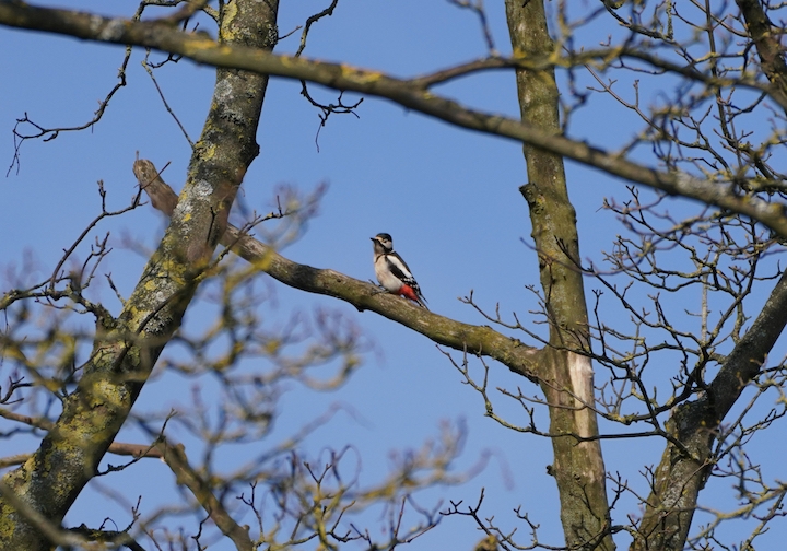 hayley-kinsey-great-spotted-woodpecker-cropped-small