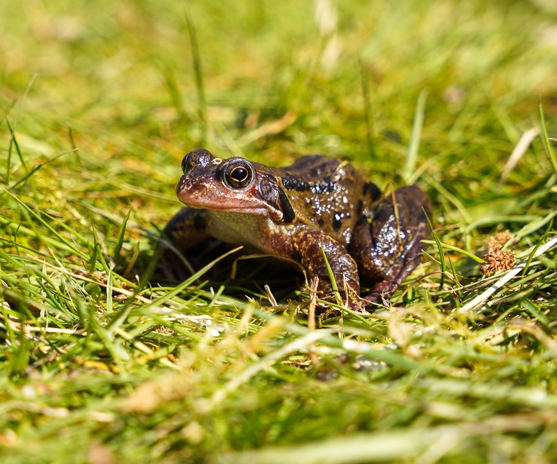 Hayley Kinsey Frog in Lawn