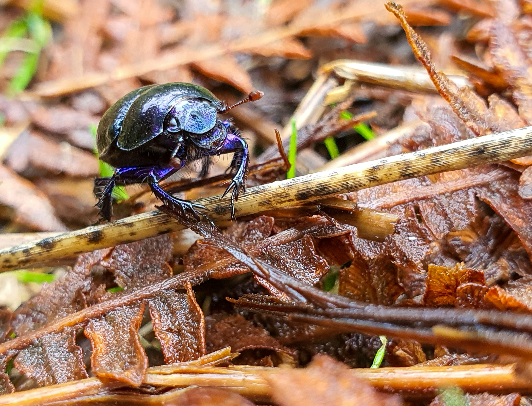 hayley-kinsey-dung-beetle