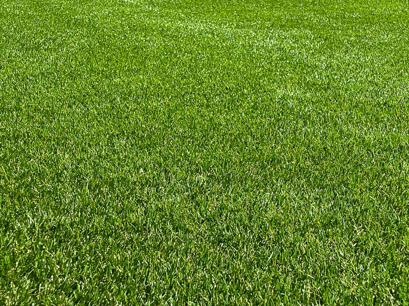 Hayley Kinsey Plastic Grass