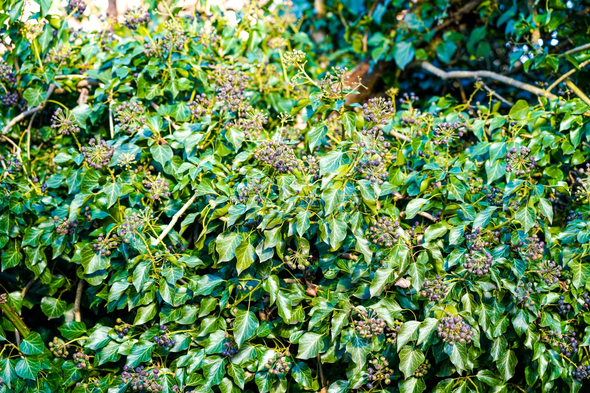 hayley-kinsey-mature-ivy-shrub