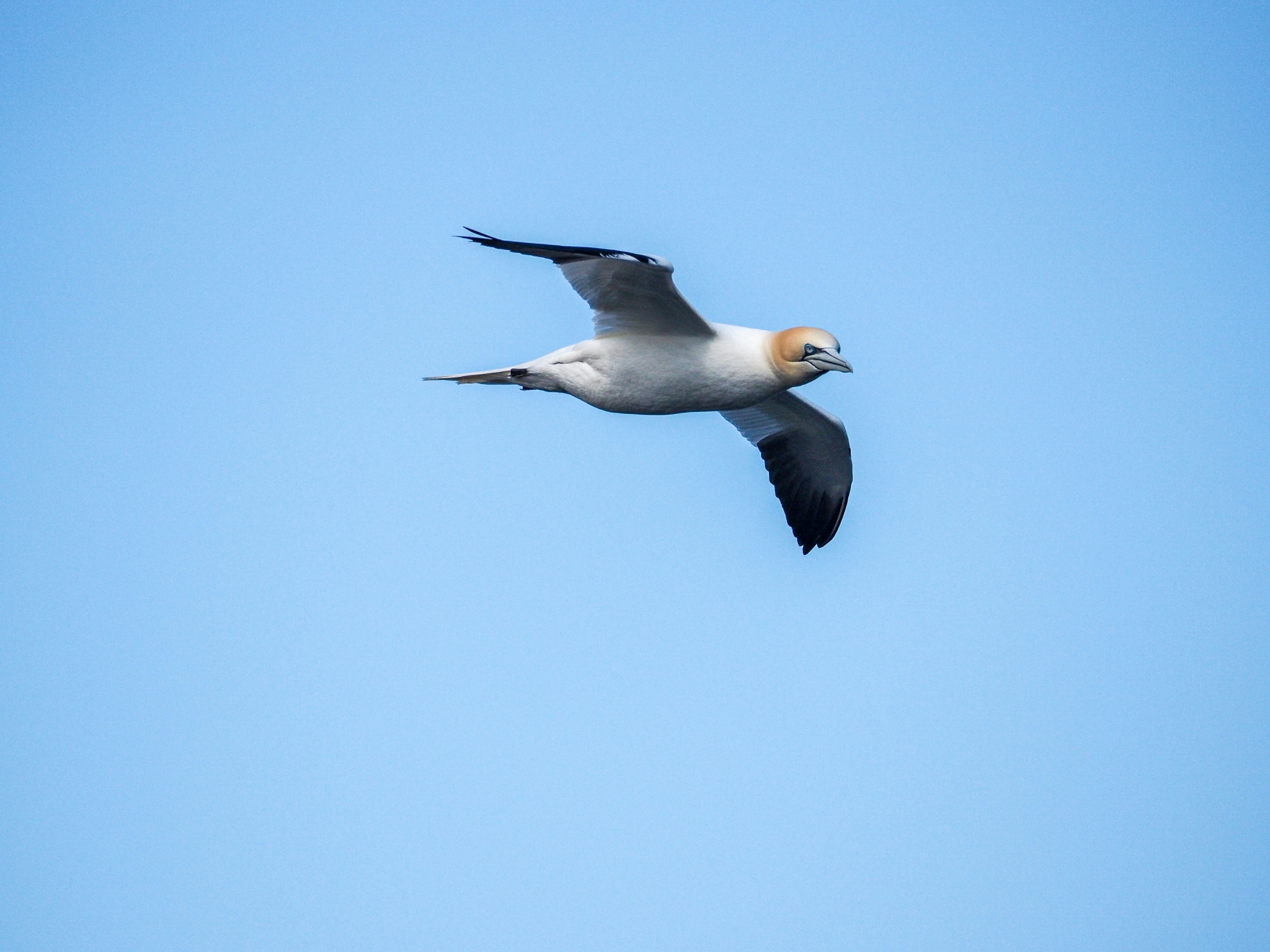 hayley-kinsey-gannet-in-flight-v2