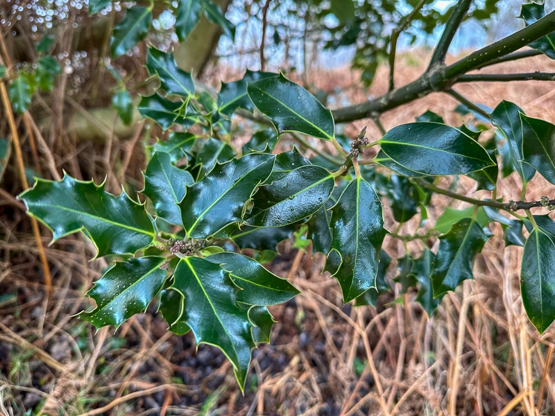 Hayley Kinsey mixed Holly leaves