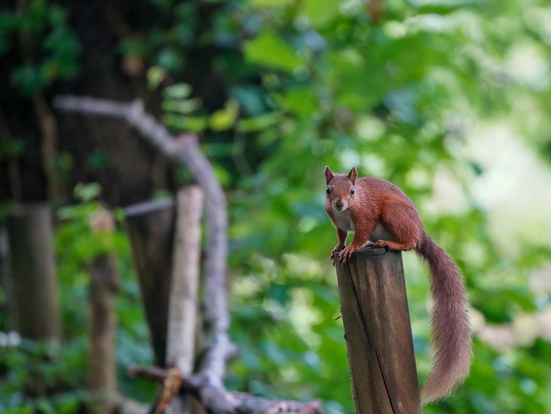 Hayley Kinsey Red Squirrel 30