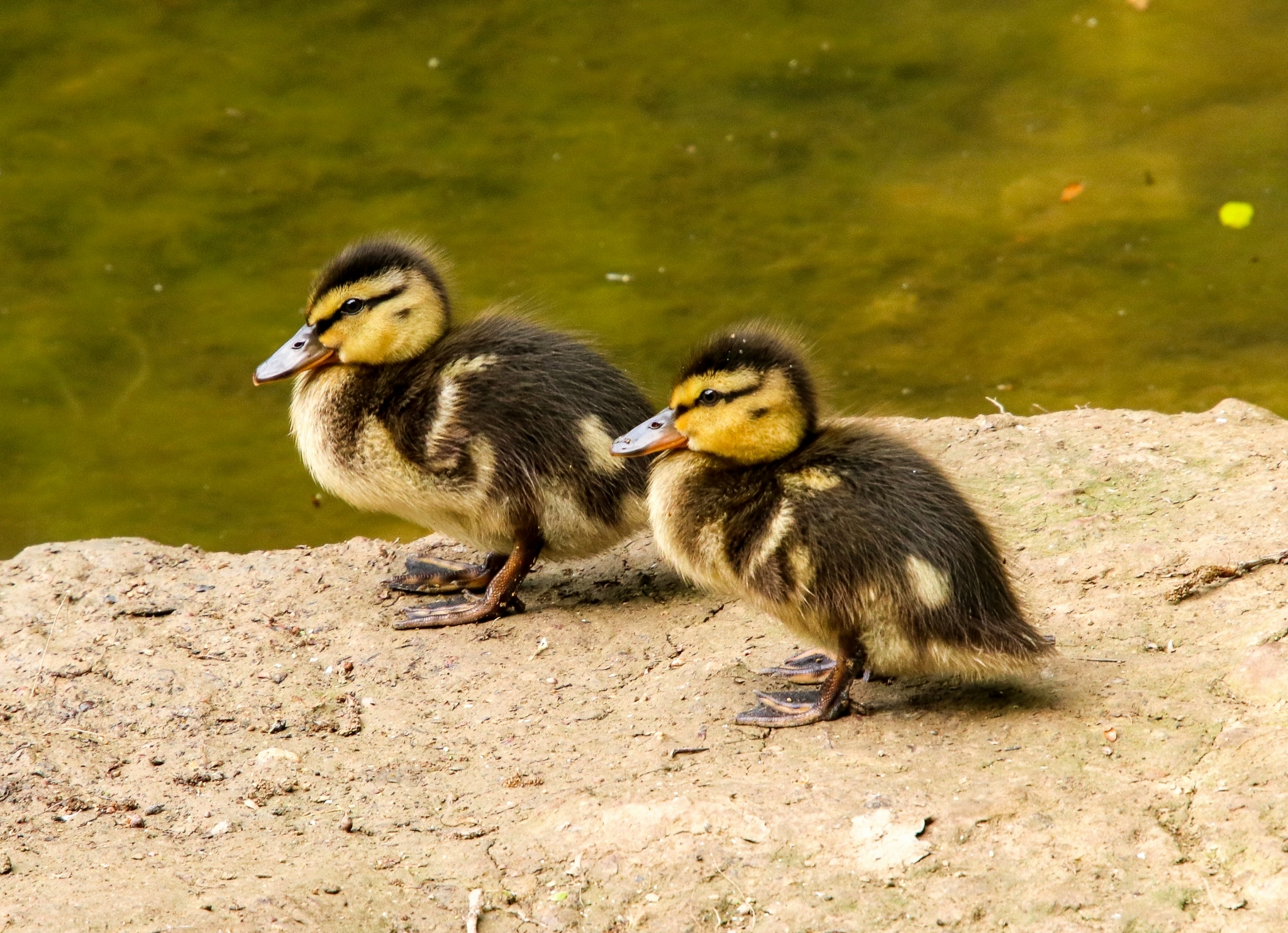 hayley-kinsey-mallard-ducklings