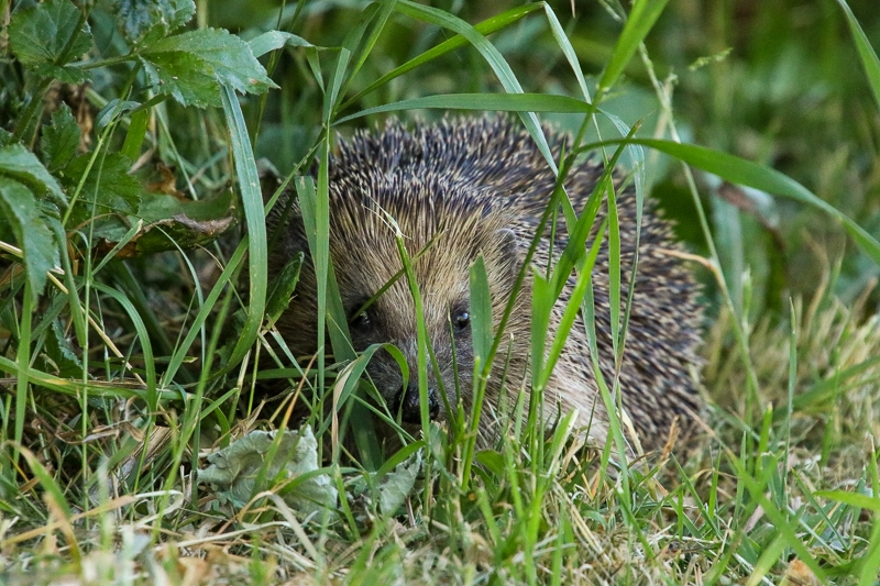 Hayley Kinsey Hedgehog in Lawn