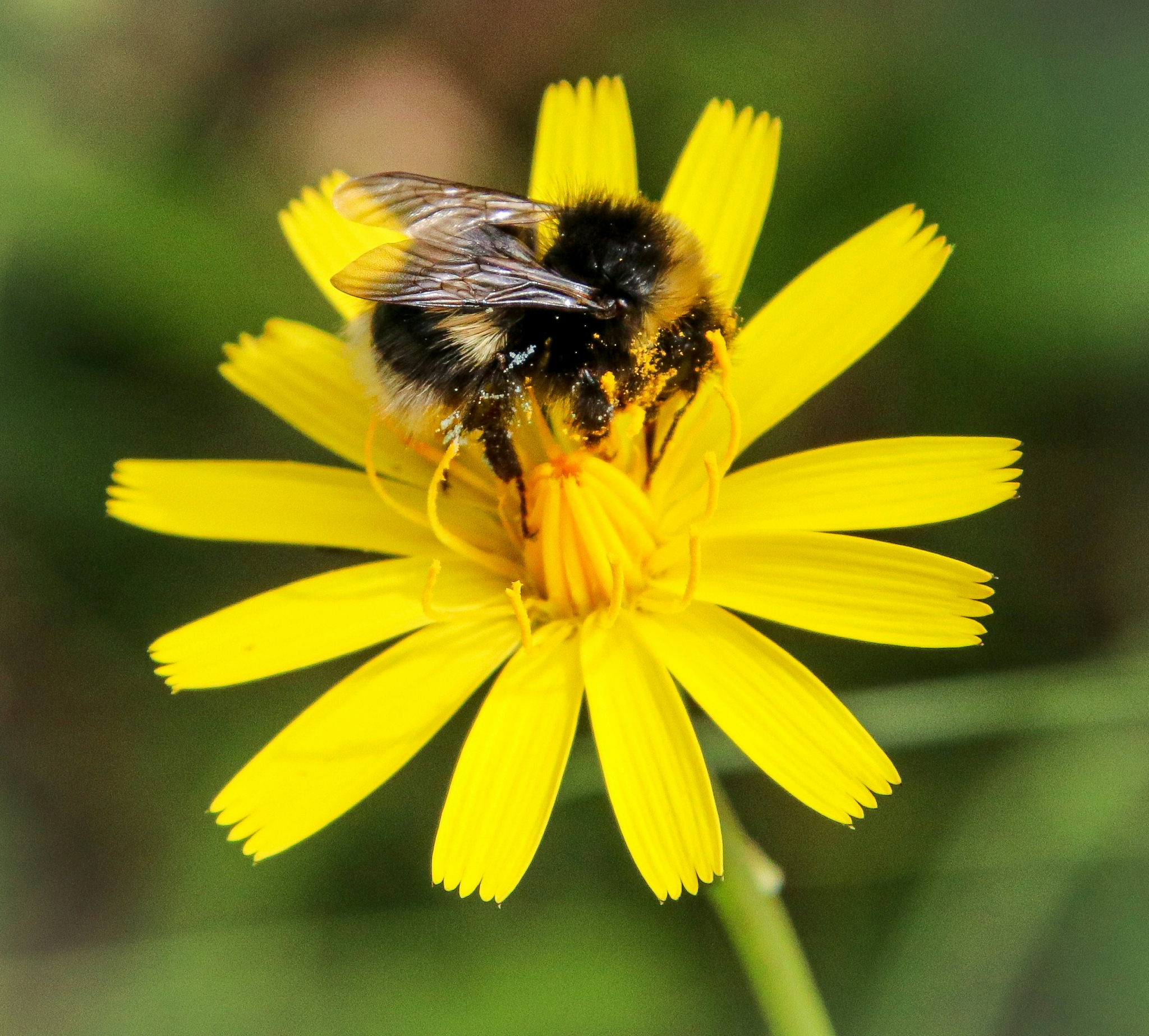 hayley-kinsey-white-tailed-bumblebee-2