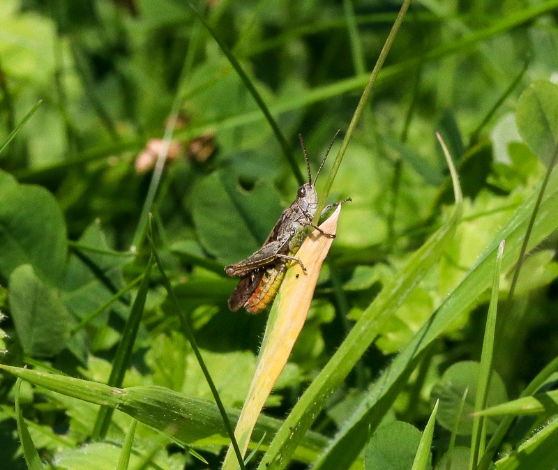 Hayley Kinsey Field Grasshopper 2