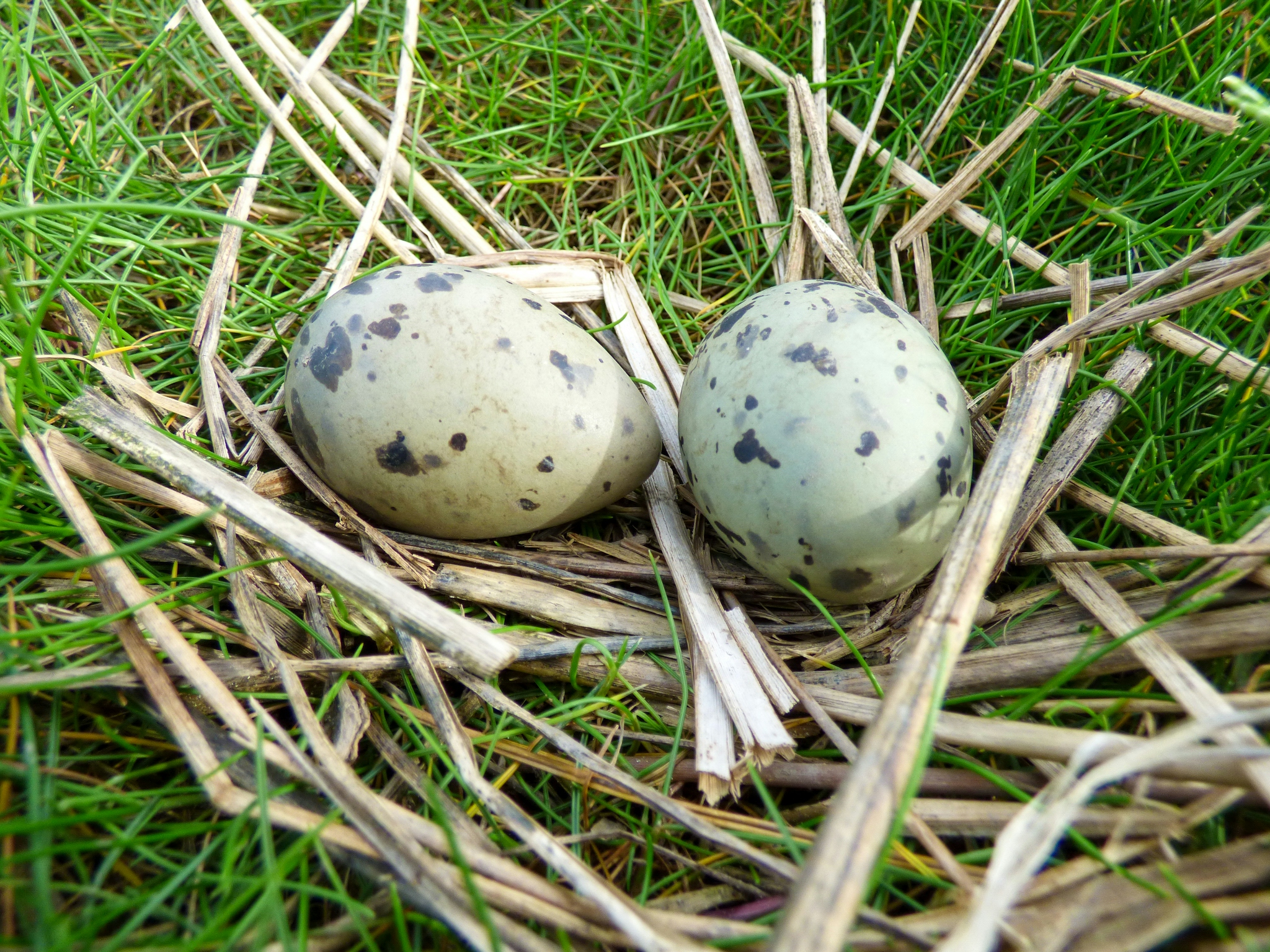 Artic Tern Eggs D Haywood-2