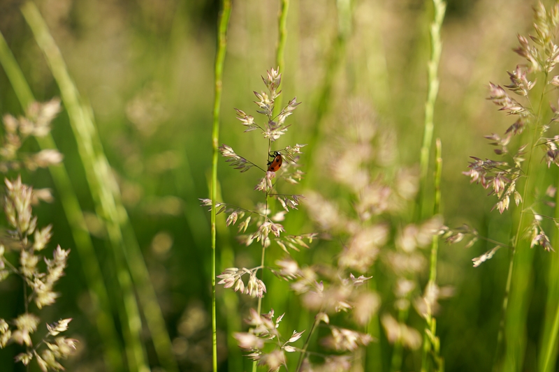 Hayley Kinsey Ladybird Grass
