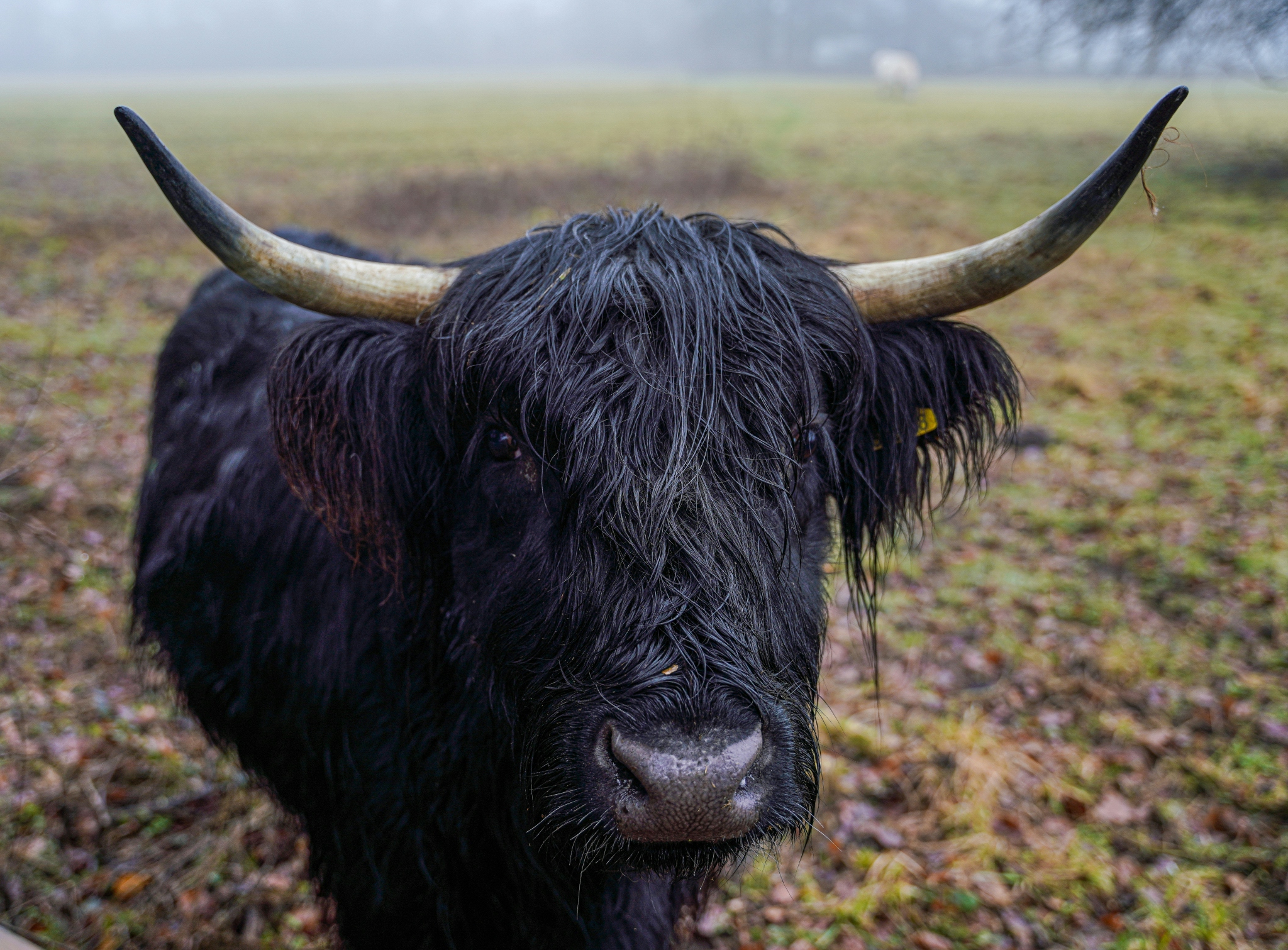 hayley-kinsey-highland-cow